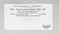 Puccinia caricis image